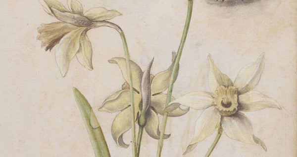 Explore The Renaissance Watercolours Exhibition at The V&A!