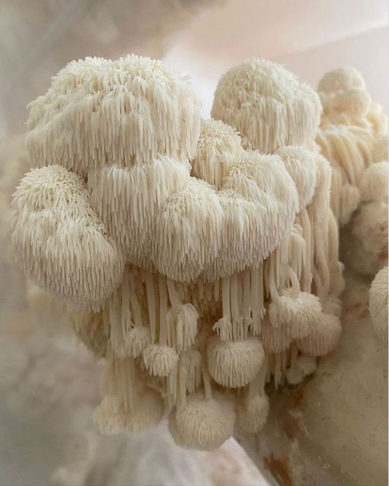 Lions Mane Health Benefits