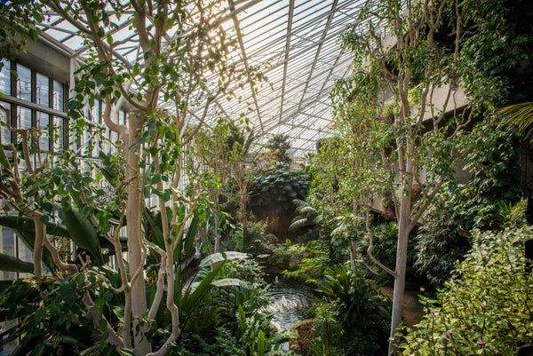 Check Out the Barbican Conservatory!