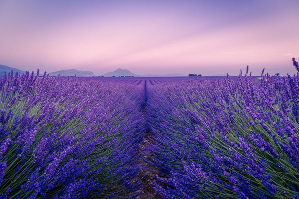 Lavender Fields to Visit in the UK