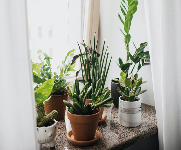House Plants and Wellbeing